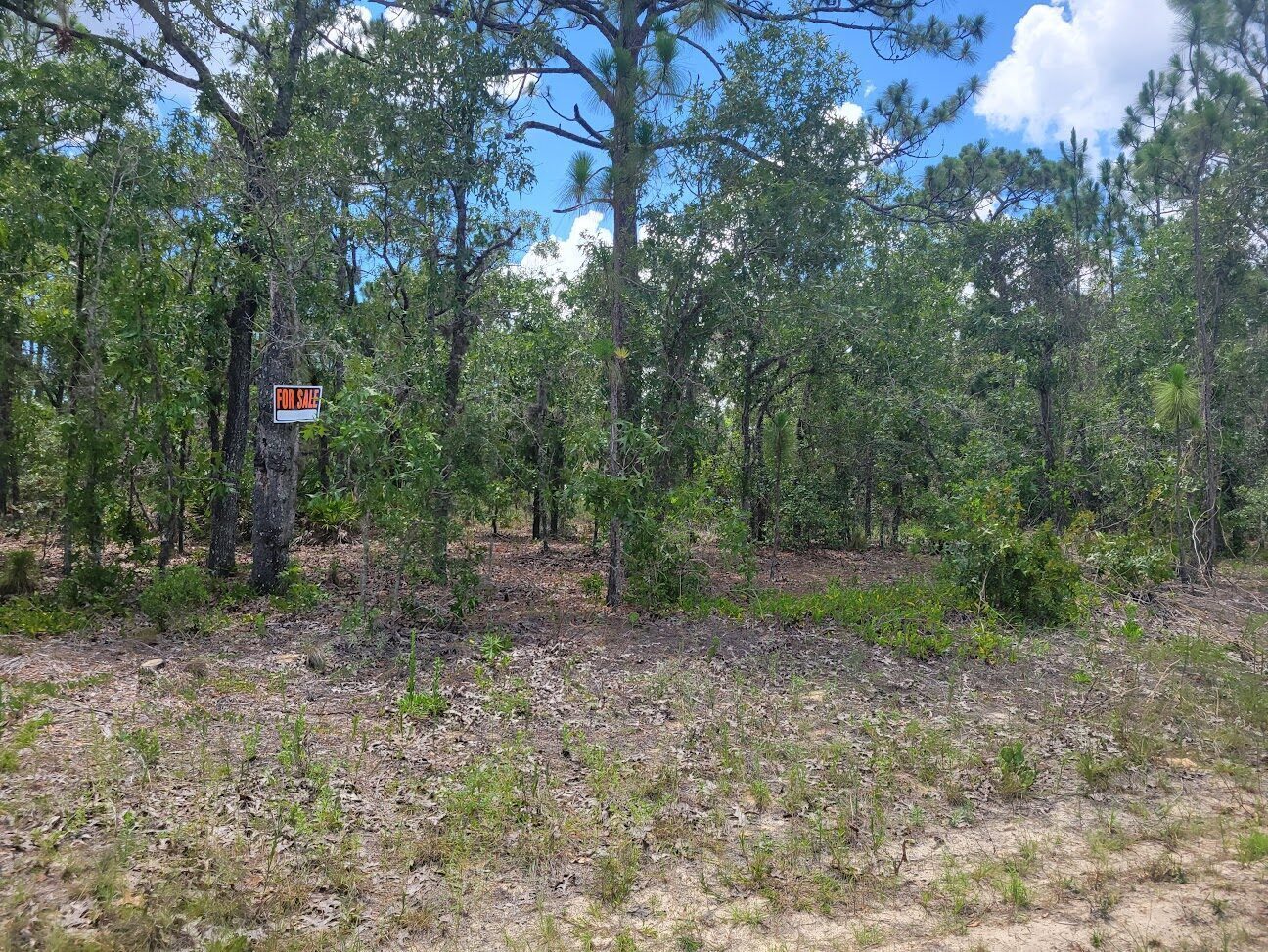 Wooded vacant lot for sale in Citrus Springs surrounded by pines and palmettos.