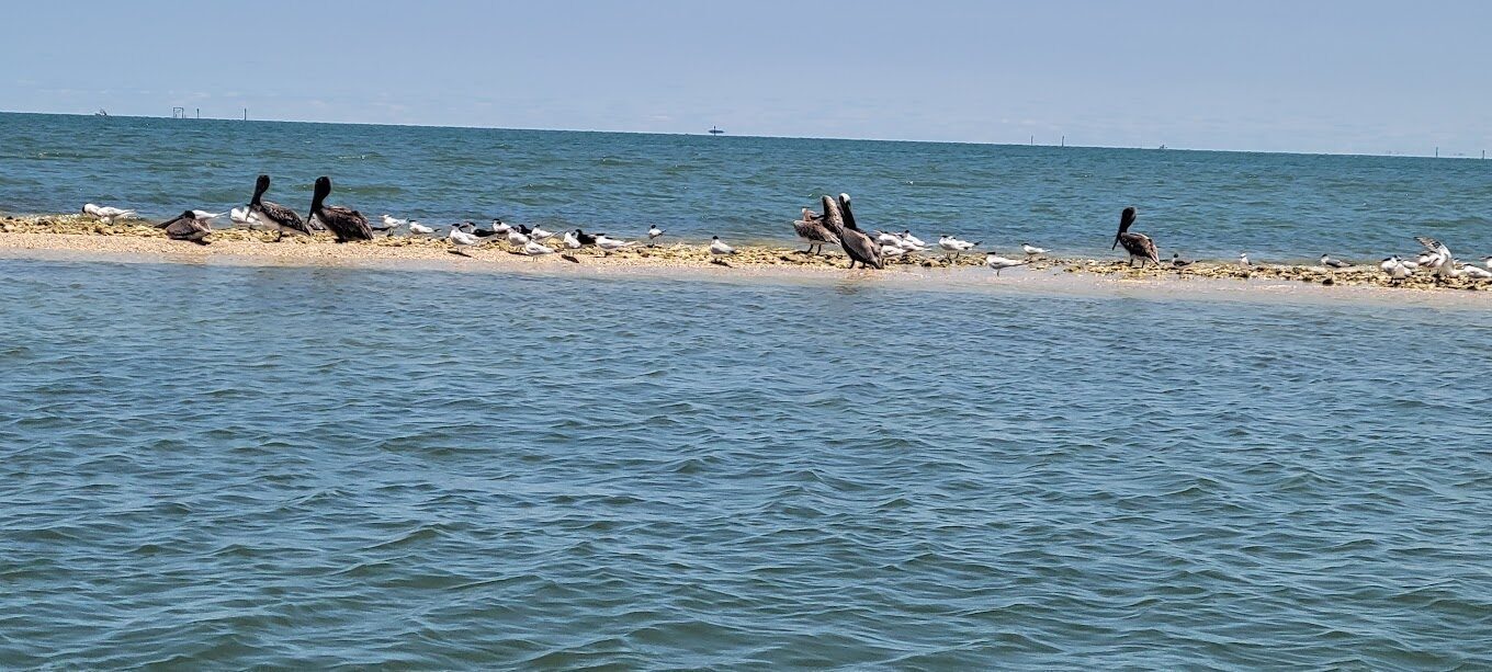 Pelicans and shorebirds resting on a sandbar in the Gulf off Crystal River.