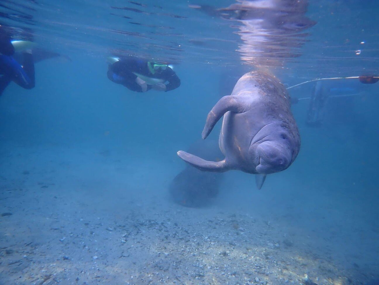 Manatee gliding through clear blue spring water while snorkelers observe from above.