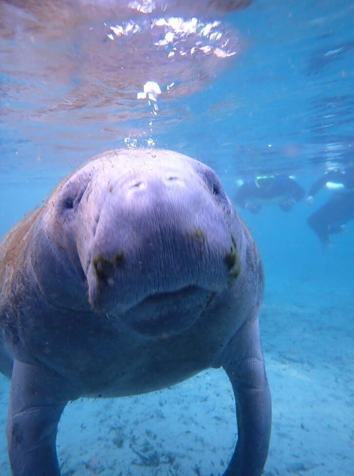 Manatee surfacing for air in the clear spring water at Crystal River, with snorkelers nearby.