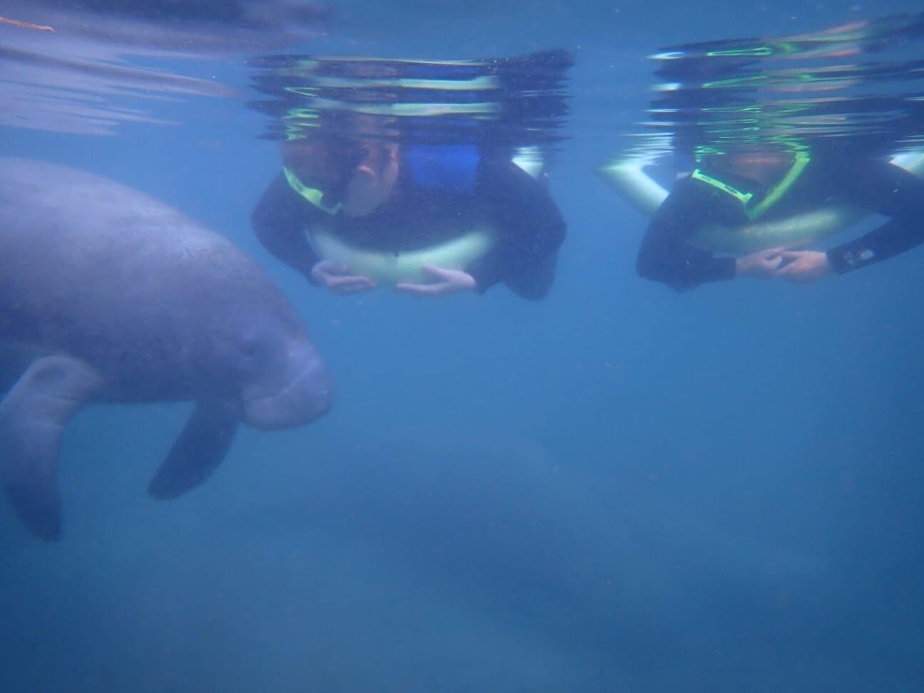 Two snorkelers floating at the surface near a manatee in Crystal River's Kings Bay.