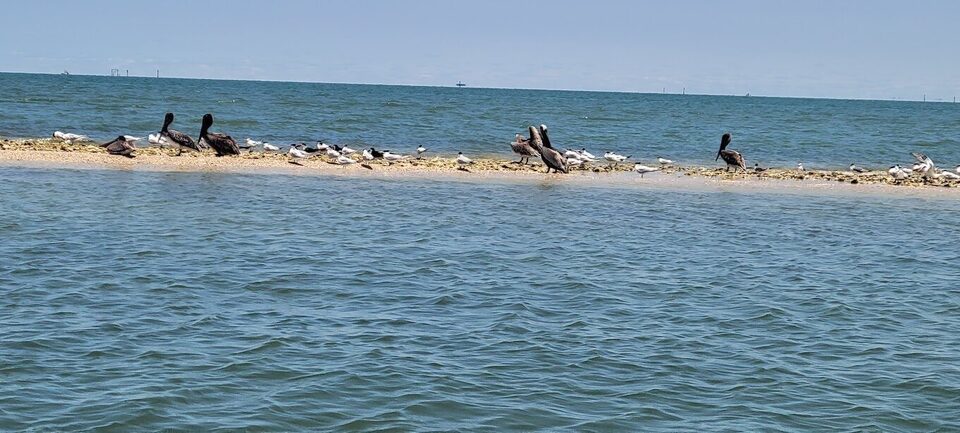 Pelicans and shorebirds resting on a sandbar in the Gulf off Crystal River.