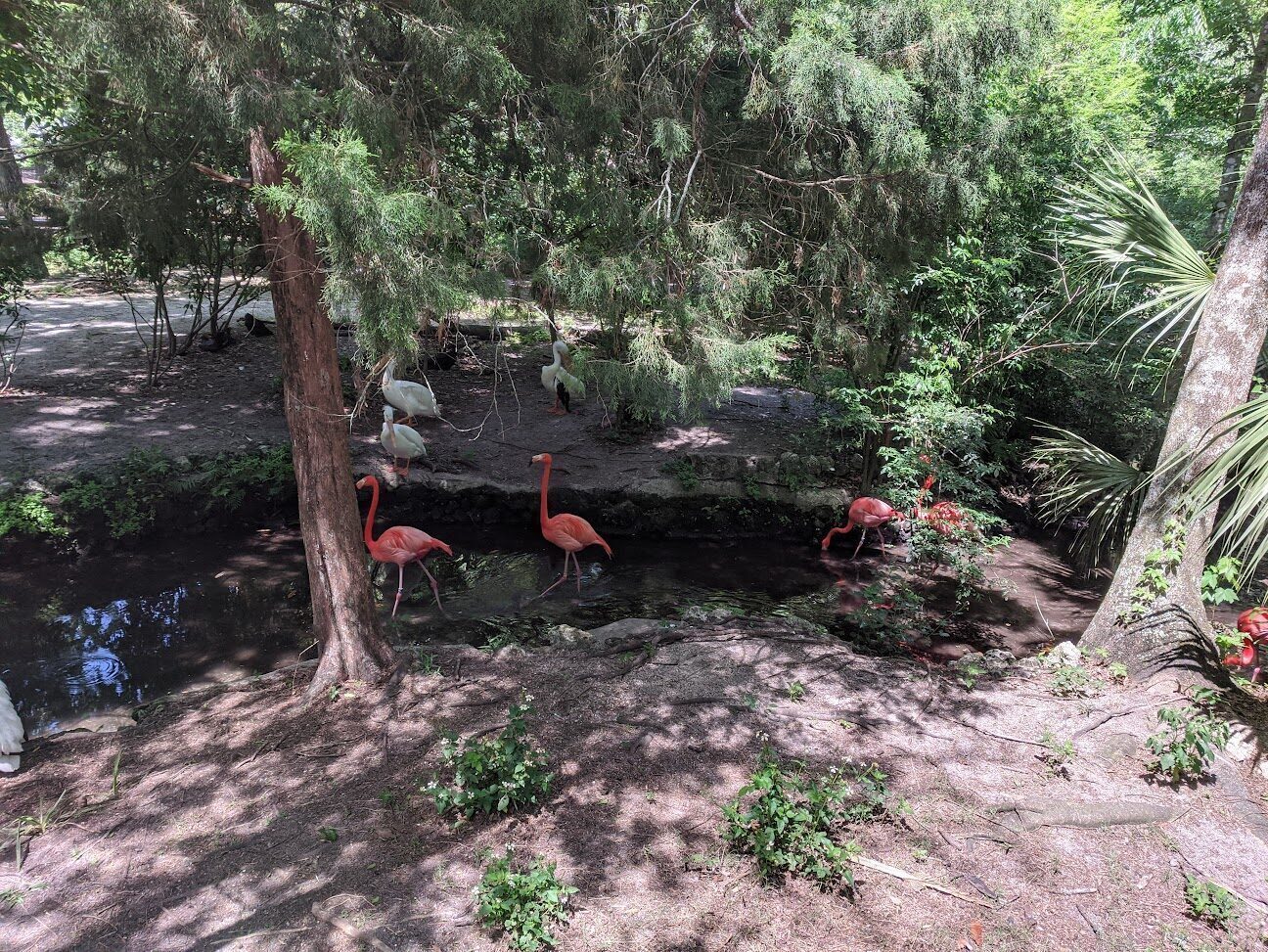 Flamingos and ibis wading in a shaded pond at Ellie Schiller Homosassa Springs Wildlife State Park.